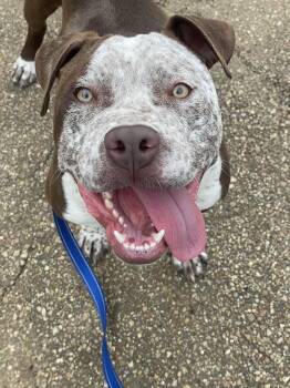 American Bully Dogs Available for Adoption in Jackson, Mississippi - Ole Man | PetCurious