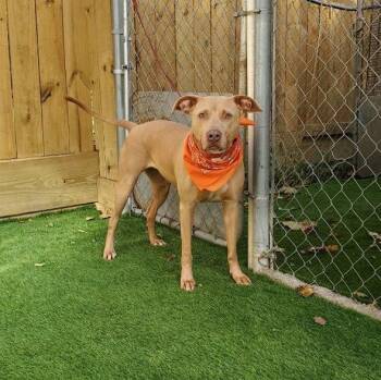 American Staffordshire Terrier Dogs Available for Adoption - Cali | PetCurious