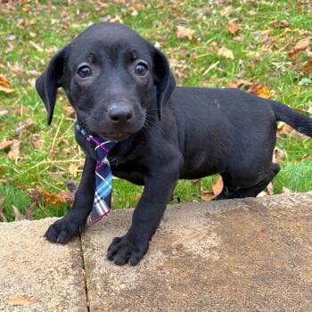 Rescue Mixed Breed Dogs for Adoption in Brownsboro, Alabama - Cheez-it | PetCurious