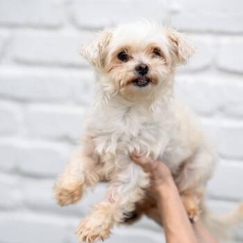 Maltese Dogs Available for Adoption - Molly | PetCurious