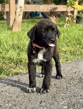 Labrador Retriever and Shepherd Dogs Available for Adoption in Isabela, Isabela - Ozzy - Loving, Black Lab Mix, Boy Puppy - *LOW ADOPTION FEE* | PetCurious