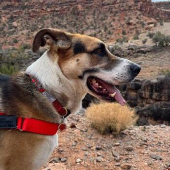 Hound and Shepherd Dogs Available for Adoption in Grand Junction, Colorado - Max | PetCurious