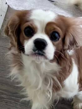 Rescue Cavalier King Charles Spaniel Dogs for Adoption in Thompson Falls, Montana - Ziggy | PetCurious
