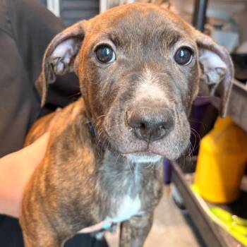 Jason -  Terrier Dog for Adoption in Tampa, Florida - Jason | PetCurious