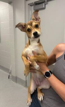 Pit Bull Terrier Dogs Available for Adoption in Chillicothe, Ohio - Cheeseburger | PetCurious