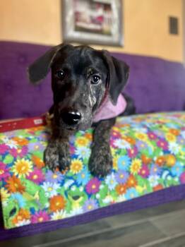 Rosie Lonestar -  Labrador Retriever Dog for Adoption in Rockaway, New Jersey - Rosie Lonestar | PetCurious