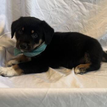 Blue Smoke -  Mixed Breed Dog for Adoption in Canal Winchester, Ohio - Blue Smoke | PetCurious