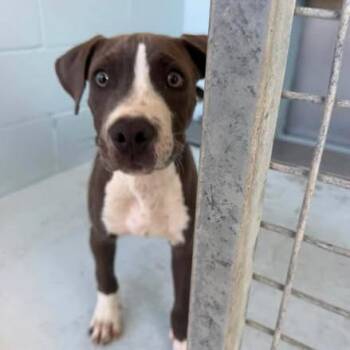 Fisher 26-07-116 -  Pit Bull Terrier Dog for Adoption in Bastrop, Texas - Fisher 26-07-116 | PetCurious