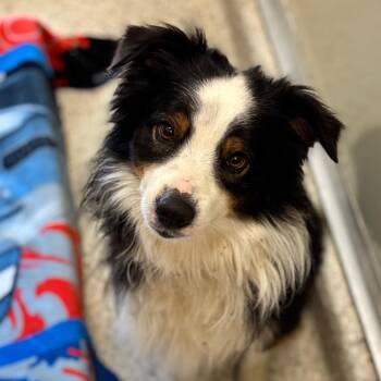 Tank -  Australian Shepherd Dog for Adoption in Nashville, Indiana - Tank | PetCurious