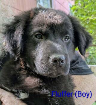 LLP Nina : Fluffer -  Beagle and Golden Retriever Dog for Adoption in Aurora, Indiana - LLP Nina : Fluffer | PetCurious