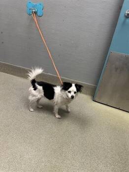 Chihuahua Dogs Available for Adoption in Las Vegas, Nevada - BEAUTY | PetCurious