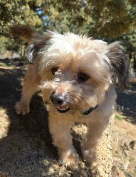 Shih Tzu and Pug Dogs Available for Adoption - Daisy | PetCurious