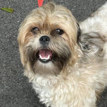 Right Stella -  Shih Tzu Dog for Adoption in Rockville, Maryland - Right Stella | PetCurious