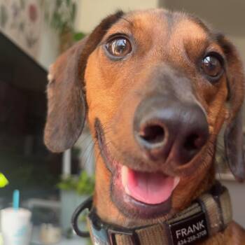 Franklin -  Dachshund Dog for Adoption in Lynchburg, Virginia - Franklin | PetCurious