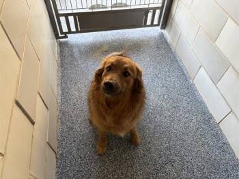 Golden Retriever and Mixed Breed Dogs Available for Adoption - A1259380 | PetCurious