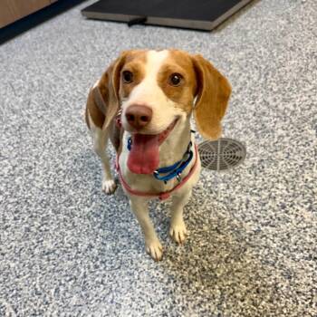 Riley -  Beagle and Mixed Breed Dog for Adoption in Great Falls, Montana - Riley | PetCurious