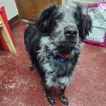 Setter Dogs Available for Adoption in Fargo, North Dakota - Hermes | PetCurious