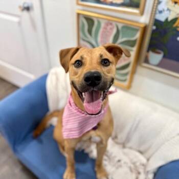 Labrador Retriever and Black Mouth Cur Dogs Available for Adoption - Bella Beauty Queen | PetCurious