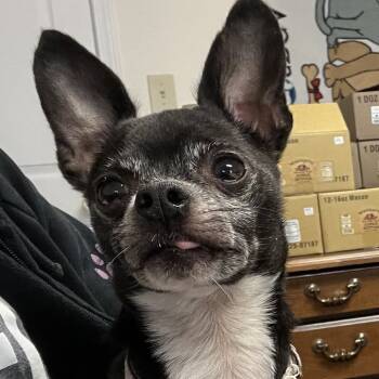 Rescue Chihuahua Dogs for Adoption in Lenoir, North Carolina - Twizzer | PetCurious