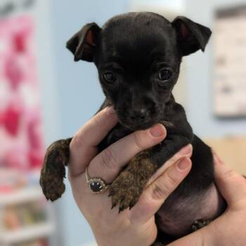 Mixed Breed Dogs Available for Adoption - Zim | PetCurious