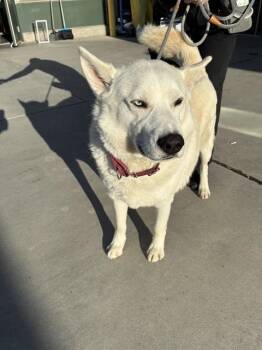 Siberian Husky Dogs Available for Adoption in Rancho Cucamonga, California - HENDRIX | PetCurious