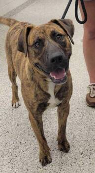 Kentucky -  Mixed Breed Dog for Adoption in Kansas City, Missouri - Kentucky | PetCurious