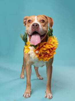 MARGE -  Pit Bull Terrier and Mixed Breed Dog for Adoption in Atlanta, Georgia - MARGE | PetCurious