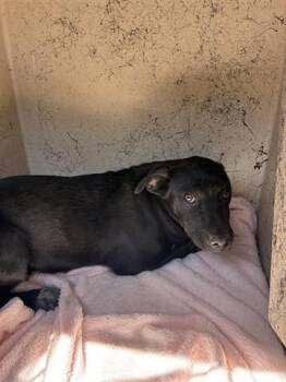 JULIET -  Labrador Retriever and Mastiff Dog for Adoption in Salinas, California - JULIET | PetCurious
