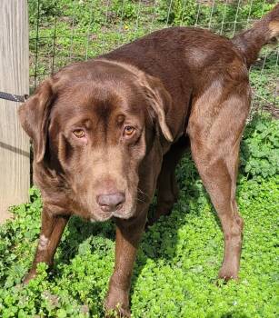Chocolate Labrador Retriever Dogs Available for Adoption - Waylon #8 | PetCurious
