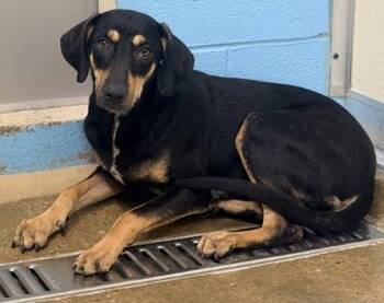 Mixed Breed Dogs Available for Adoption in Cincinnati, Ohio - Coby | PetCurious