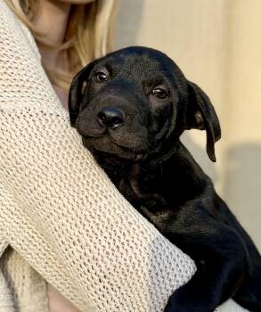 Tombow -  Shar Pei Dog Available for Adoption in Los Angeles, California - Tombow | PetCurious