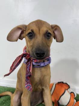 German Pinscher and Labrador Retriever Dogs Available for Adoption - Melany | PetCurious