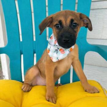 Labrador Retriever Dogs Available for Adoption - Peaches | PetCurious