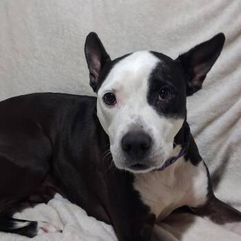 Dice -  Pit Bull Terrier Dog for Adoption in Naperville, Illinois - Dice | PetCurious