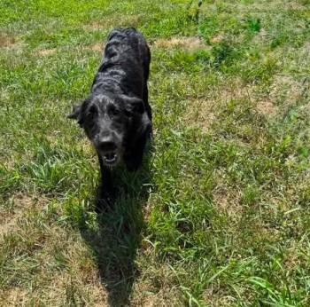 GENERAL -  Labrador Retriever Dog for Adoption in Pomfret, Connecticut - GENERAL | PetCurious