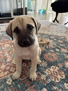 Labrador Retriever and Mixed Breed Dogs Available for Adoption in Sanford, North Carolina - Bane | PetCurious