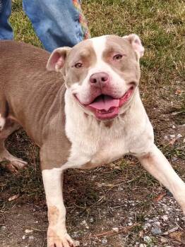 Rescue American Staffordshire Terrier Dogs for Adoption in Charlottesville, Virginia - Belle, Beautiful And Sweet And Affectionate Young Am. Staff Girl | PetCurious