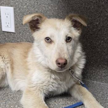 Australian Shepherd Dogs Available for Adoption in Cashmere, Washington - Zoe | PetCurious