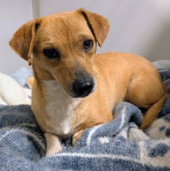 Chihuahua and Mixed Breed Dogs Available for Adoption in Fort Worth, Texas - Erhu | PetCurious