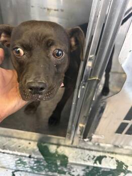 KELLY -  Mixed Breed Dog for Adoption in Dallas, Texas - KELLY | PetCurious