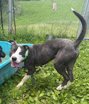 River -  Mixed Breed Dog for Adoption in Hyde Park, New York - River | PetCurious