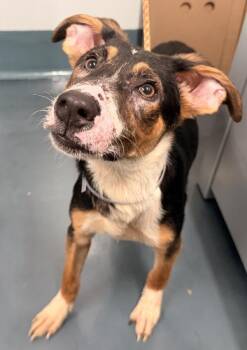 Mossie -  Mixed Breed Dog for Adoption - Mossie | PetCurious
