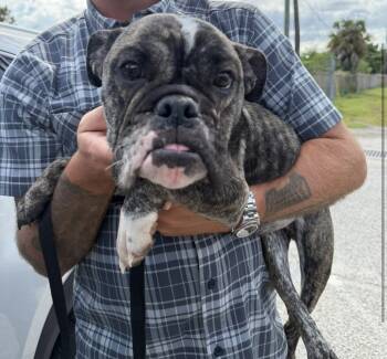 Rescue English Bulldog Dogs for Adoption in Grant-Valkaria, Florida - Athena | PetCurious