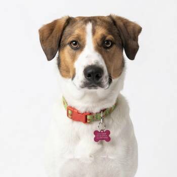 American Foxhound and Mixed Breed Dogs Available for Adoption in Shakopee, Minnesota - Danny | PetCurious