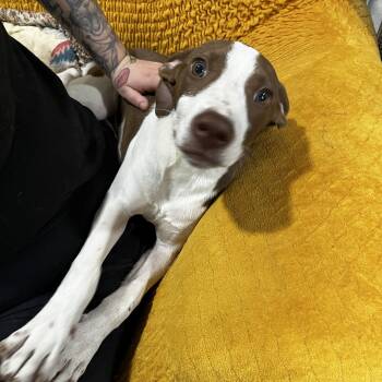 Rescue English Springer Spaniel Dogs for Adoption in Pottsboro, Texas - Andy | PetCurious