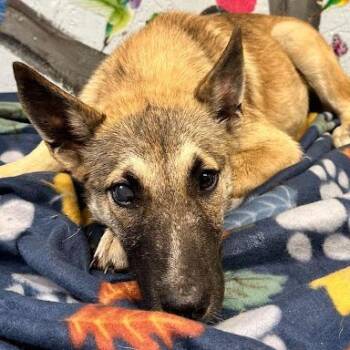 Belgian Shepherd Malinois Dogs Available for Adoption - Donner | PetCurious