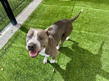CHEESEY -  Pit Bull Terrier and Mixed Breed Dog for Adoption in Rowlett, Texas - CHEESEY | PetCurious