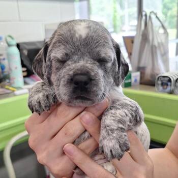 Dustie -  Mixed Breed Dog for Adoption in Montgomery, Alabama - Dustie | PetCurious