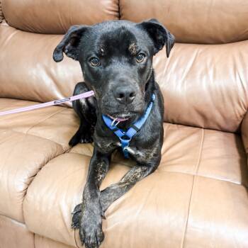 Rescue Pit Bull Terrier Dogs for Adoption in Parker, Colorado - 781 (2025) Manny | PetCurious