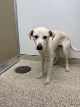 Mixed Breed Dogs Available for Adoption in Lafayette, Indiana - Whipped Cream | PetCurious